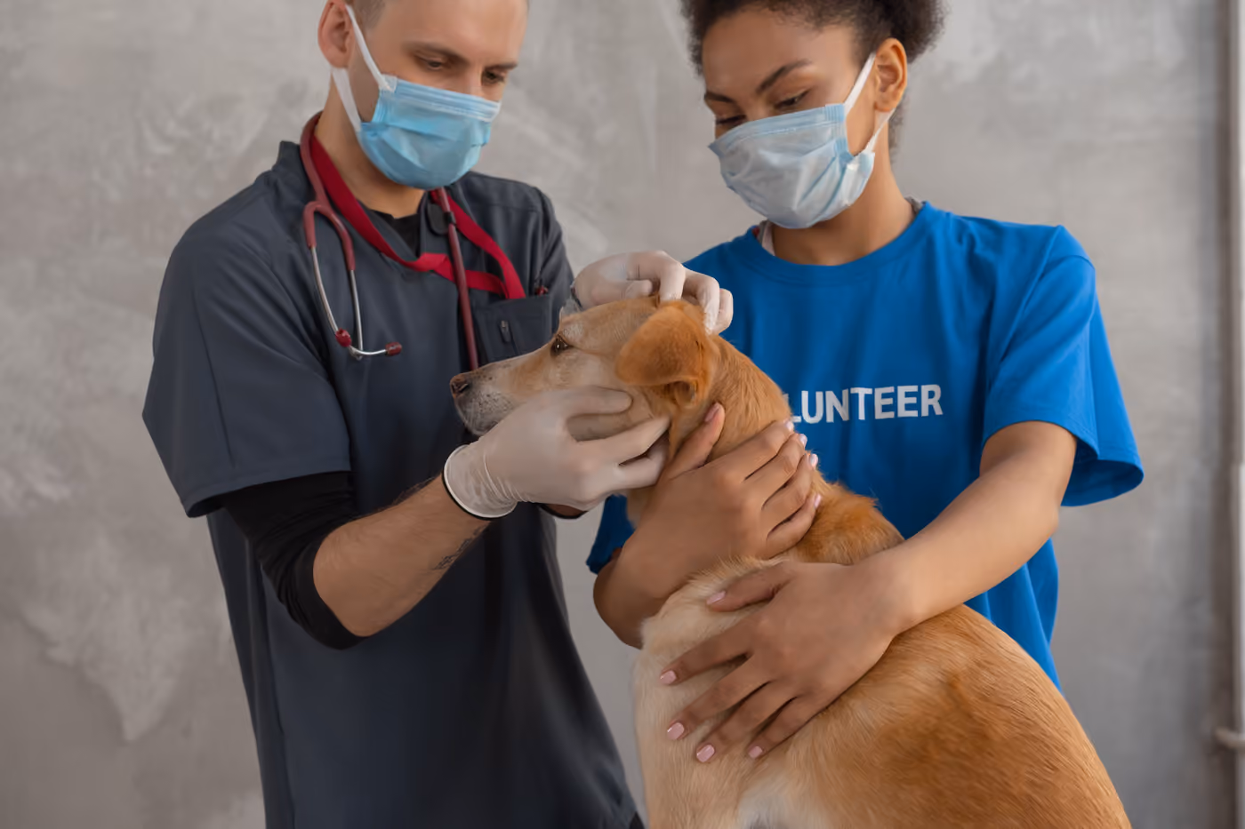 Muayene odasında hekim ve kedi