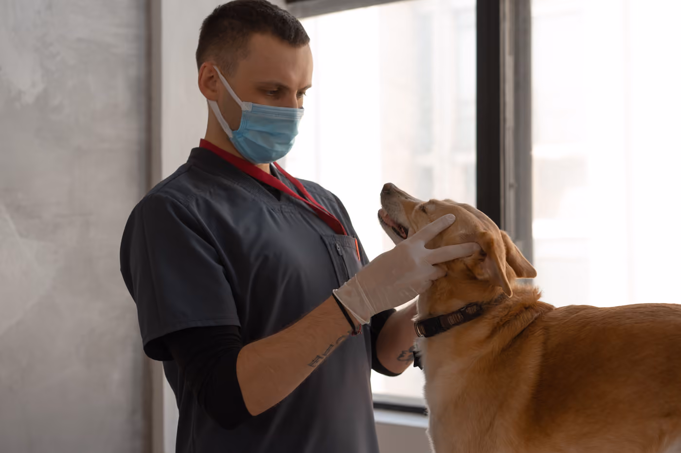 Köpeğin karın muayenesi